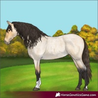 Horse Color:Buckskin Roan Dun Tobiano