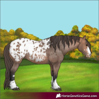 Horse Color:Bay Blanket