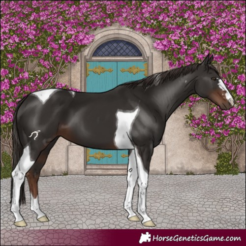 Horse Color:Liver Chestnut Tobiano