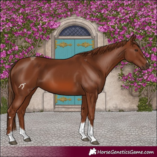 Horse Color:Chestnut Tobiano