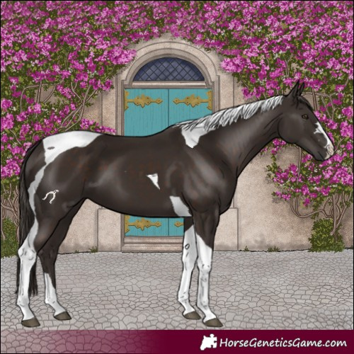Horse Color:Liver Chestnut Tobiano 