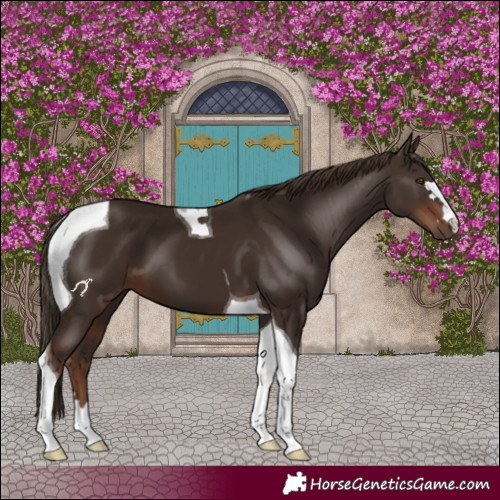 Horse Color:Liver Chestnut Tobiano 