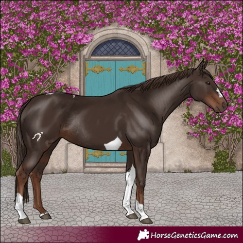 Horse Color:Liver Chestnut Tobiano Rabicano 