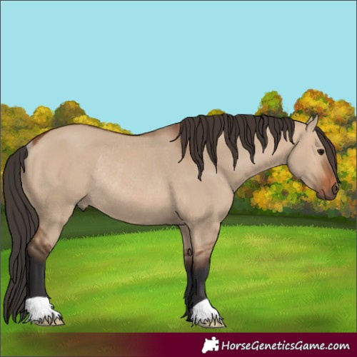 Horse Color:Bay Dun Rabicano