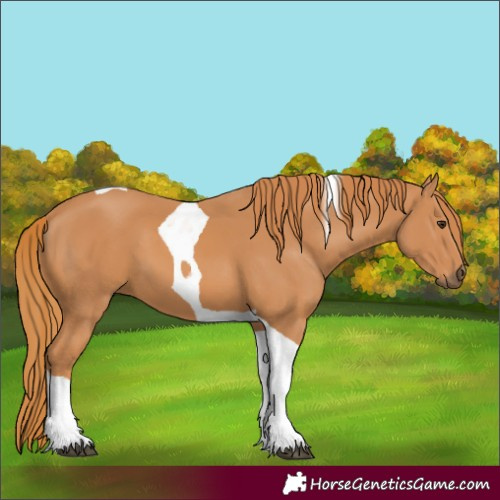 Horse Color:Chestnut Tobiano 