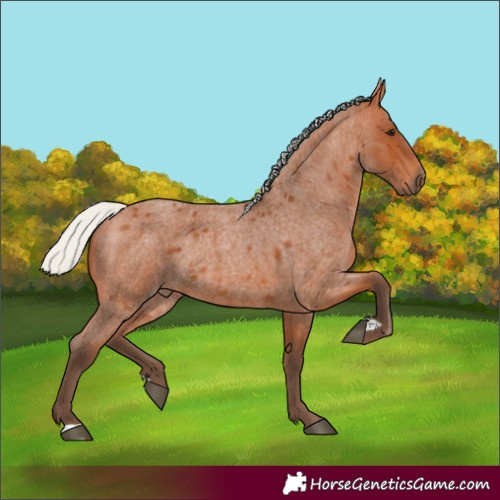 Horse Color:Silver Bay Roan 