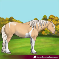 Horse Color:Gold Cream Champagne Tobiano 