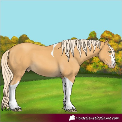 Horse Color:Gold Cream Champagne Tobiano