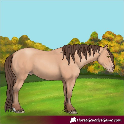 Horse Color:Amber Champagne 