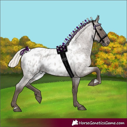 Horse Color:Silver Blue Roan Appaloosa