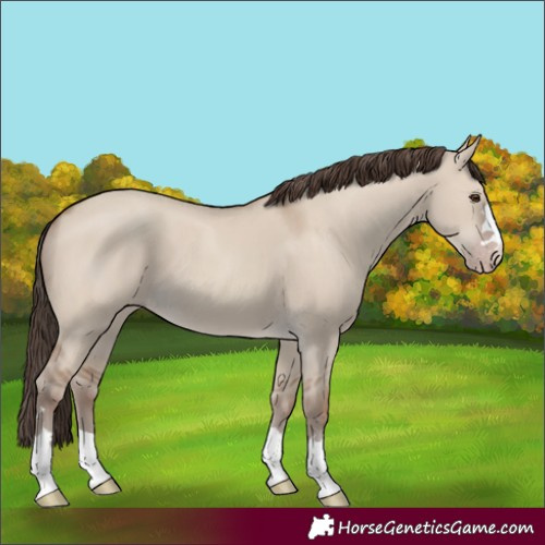 Horse Color:Classic Champagne Dun 