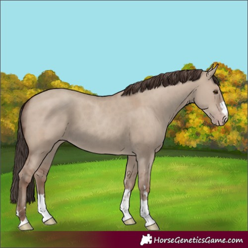 Horse Color:Classic Champagne Dun 