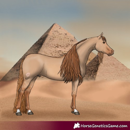 Horse Color:Red Dun 