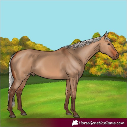 Horse Color:Silver Bay Dun 