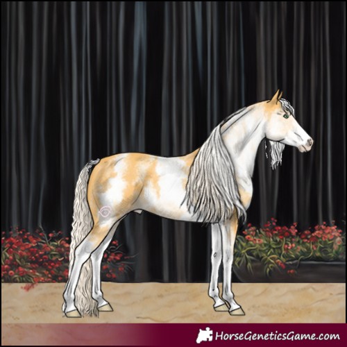 Horse Color:White Spotted Gold Cream Champagne 