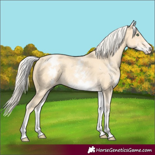 Horse Color:White Spotted Gold Cream Champagne