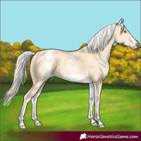 Horse Color:White Spotted Gold Cream Champagne