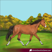 Horse Color:Bay 