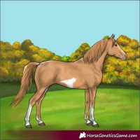 Horse Color:Chestnut Tobiano Frame