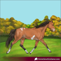 Horse Color:Bay Tobiano Snowcap 