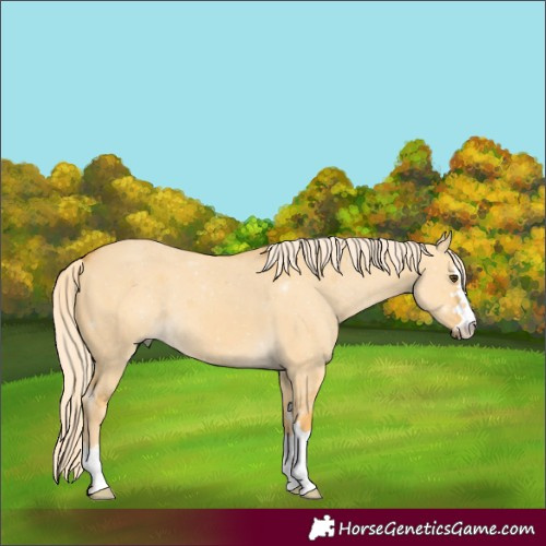 Horse Color:Palomino Dun 