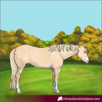 Horse Color:Palomino Dun
