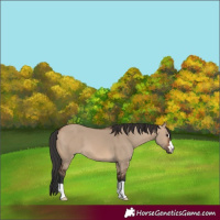 Horse Color:Brown Dun