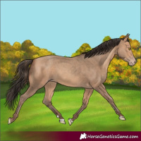 Horse Color:Amber Champagne 