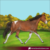 Horse Color:Bay Sabino Tobiano Varnish Rabicano 