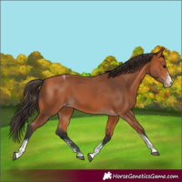 Horse Color:Bay Sabino Tobiano Varnish Rabicano 
