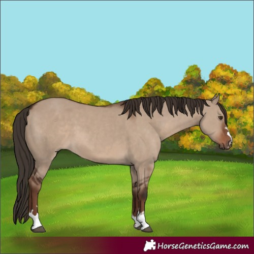 Horse Color:Liver Red Dun 