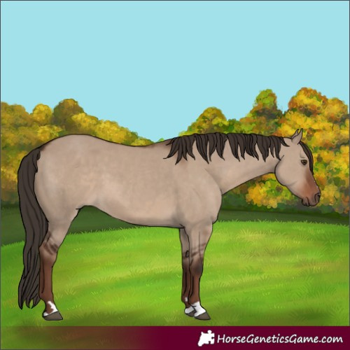 Horse Color:Liver Red Dun