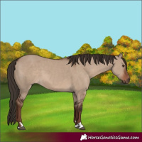 Horse Color:Liver Red Dun