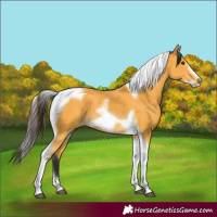 Horse Color:Buckskin Tobiano Frame