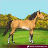 Horse Color:Buckskin Tobiano Frame 