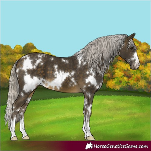Horse Color:White Spotted Silver Buckskin Appaloosa 