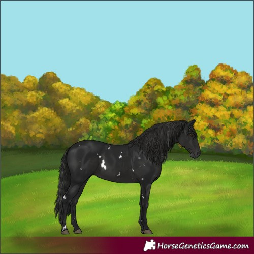 Horse Color:Gray White Spotted Black Rabicano 