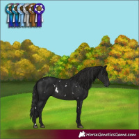 Horse Color:Gray White Spotted Black Rabicano