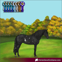 Horse Color:Gray White Spotted Black Rabicano