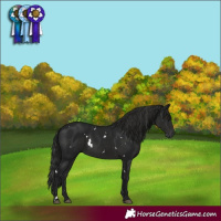 Horse Color:Gray White Spotted Black Rabicano