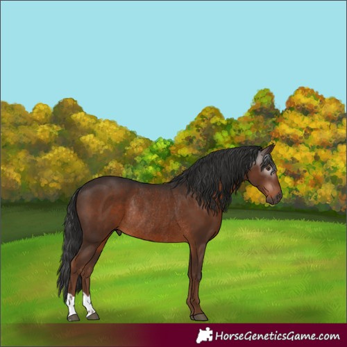 Horse Color:Gray Liver Chestnut Rabicano 