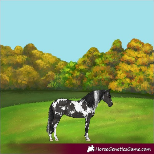 Horse Color:Gray White Spotted Black