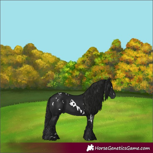 Horse Color:Gray White Spotted Black Rabicano 