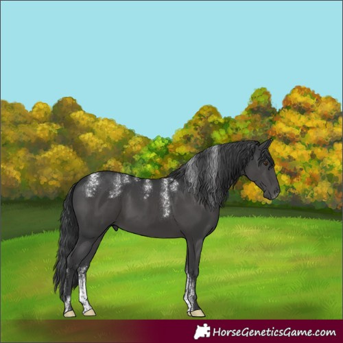 Horse Color:Powder White Black Rabicano 