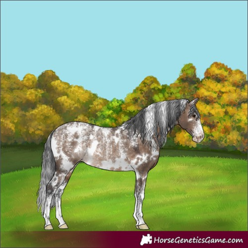 Horse Color:Powder White White Spotted Brown Dun Appaloosa Rabicano 