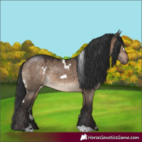 Horse Color:White Spotted Brown Dun