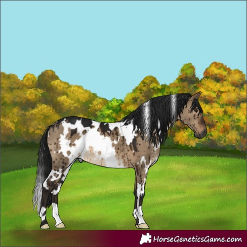 Horse Color:Gray White Spotted Brown Dun Brindle 