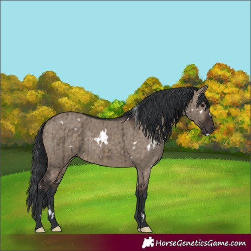 Horse Color:White Spotted Brown Dun Brindle 