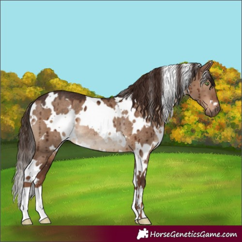 Horse Color:White Spotted Liver Red Dun Rabicano Brindle 