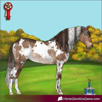 Horse Color:White Spotted Liver Red Dun Rabicano Brindle 